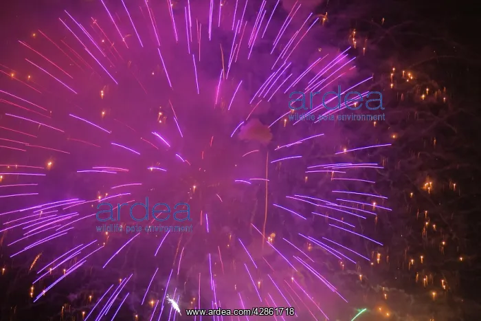 : Fireworks at night : Fireworks at night