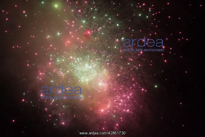 : Fireworks at night : Fireworks at night