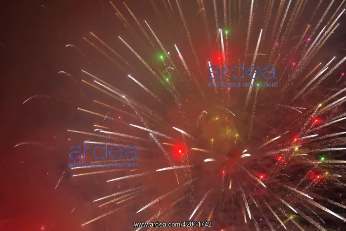 : Fireworks at night : Fireworks at night