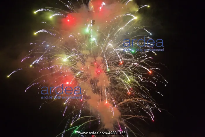 : Fireworks at night - Marbella : Fireworks at night - Marbella