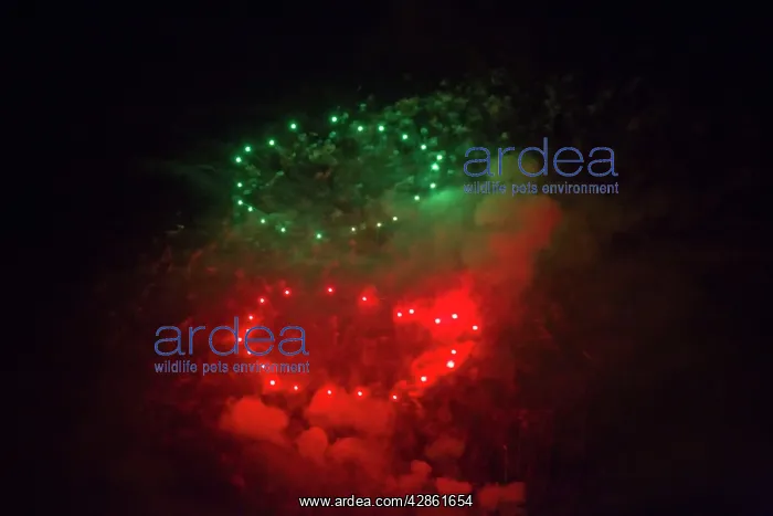 : Fireworks at night - Marbella : Fireworks at night - Marbella