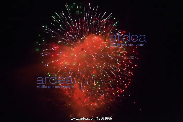 : Fireworks at night - Marbella : Fireworks at night - Marbella