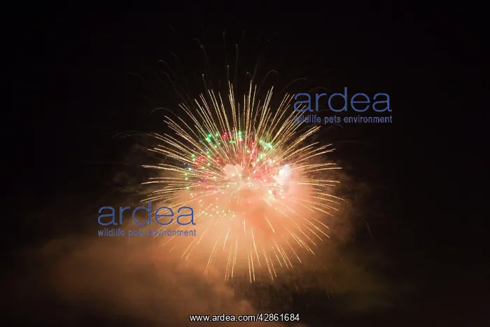 : Fireworks at night - Marbella : Fireworks at night - Marbella