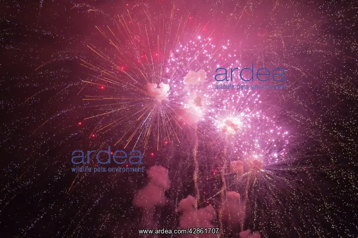 : Fireworks at night - Marbella : Fireworks at night - Marbella