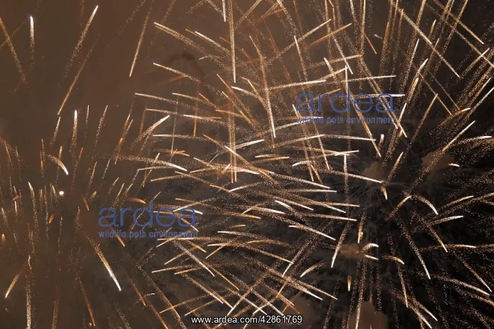 : Fireworks at night - Marbella : Fireworks at night - Marbella