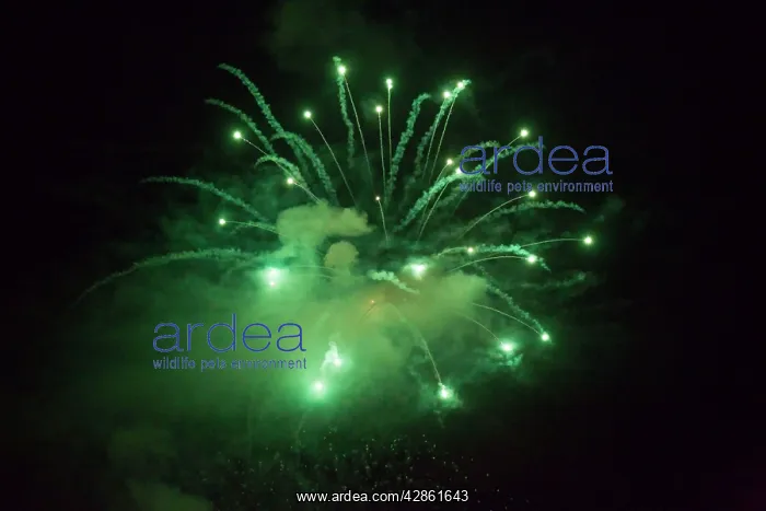 : Fireworks at night - Marbella - Malaga province : Fireworks at night - Marbella - Malaga province