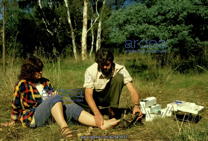 : First aid for snake bite: constrictive bandage : First aid for snake bite: constrictive bandage