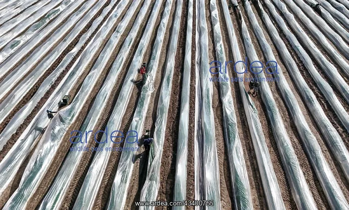 : The first asparagus is harvested from a foil-covered : The first asparagus is harvested from a foil-covered