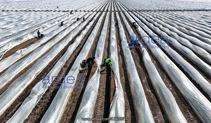 : The first asparagus is harvested from a foil-covered : The first asparagus is harvested from a foil-covered