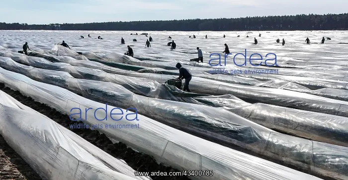 : The first asparagus is harvested from a foil-covered : The first asparagus is harvested from a foil-covered