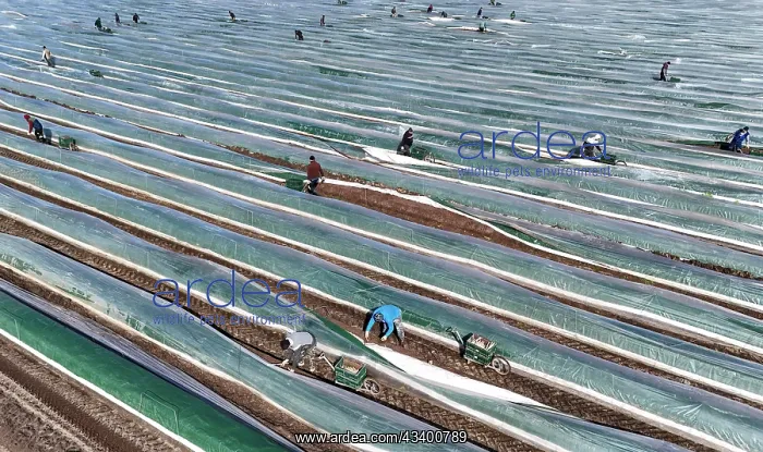  : The first asparagus is harvested from a foil-covered