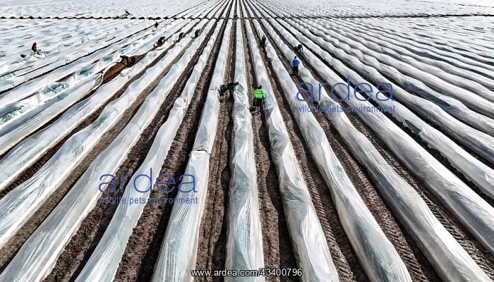 : The first asparagus is harvested from a foil-covered : The first asparagus is harvested from a foil-covered