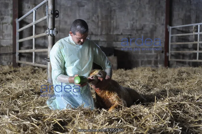 : First feeding of colostrum by a Charolaise calf France : First feeding of colostrum by a Charolaise calf France