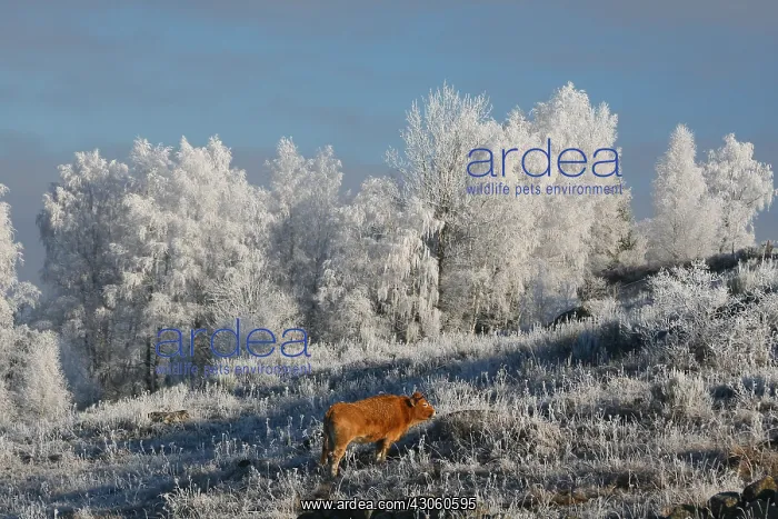 : First frost on the Aubrac France Lozere : First frost on the Aubrac France Lozere