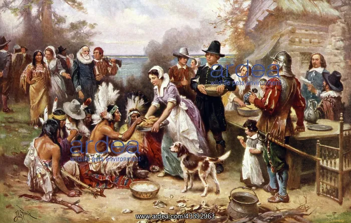: The first harvest festival in 1621. Pilgrims and : The first harvest festival in 1621. Pilgrims and