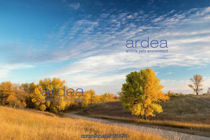 : First light on green ash trees in autumn : First light on green ash trees in autumn