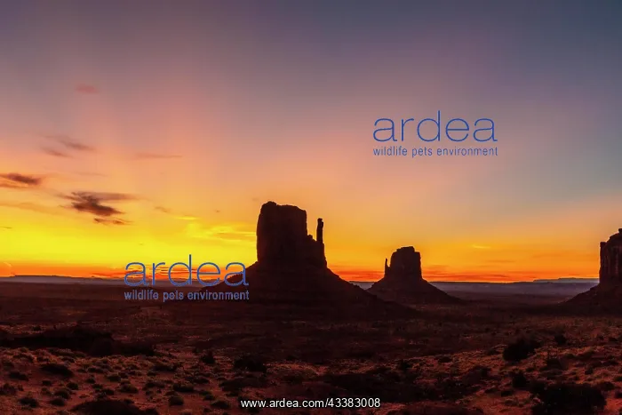  : First pink sunrise lights at Monument Valley in