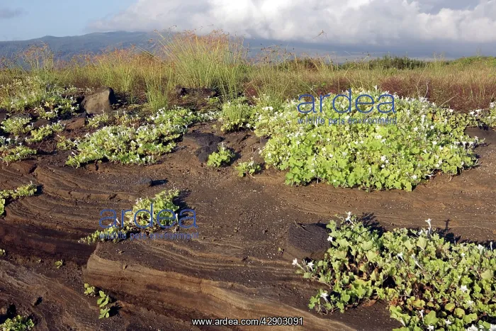 : First plants on lava : First plants on lava