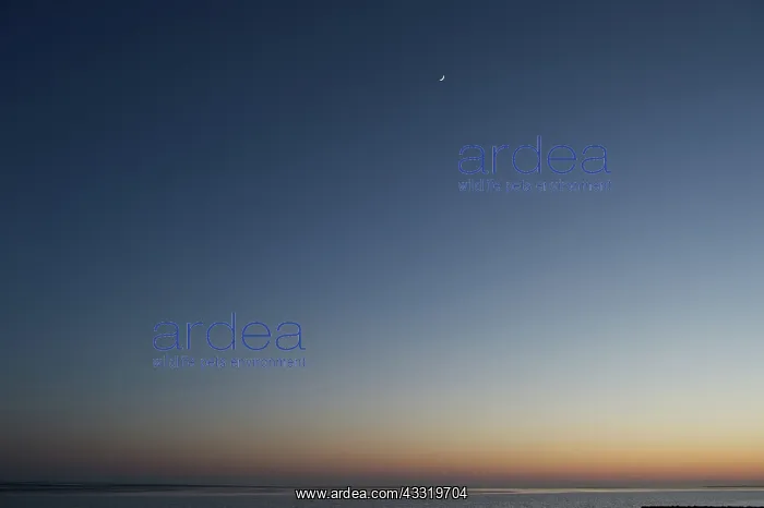 : First Quarter Moon over the Wadden Sea : First Quarter Moon over the Wadden Sea