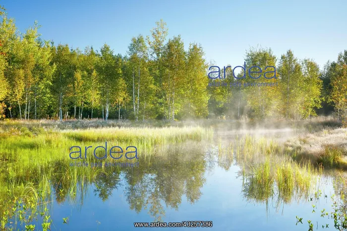 : The first rays of sunlight bathe the birch forest : The first rays of sunlight bathe the birch forest
