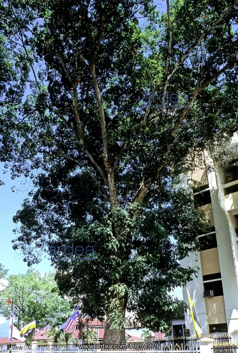 : First rubber tree planted in Malaysia in 1877 : First rubber tree planted in Malaysia in 1877