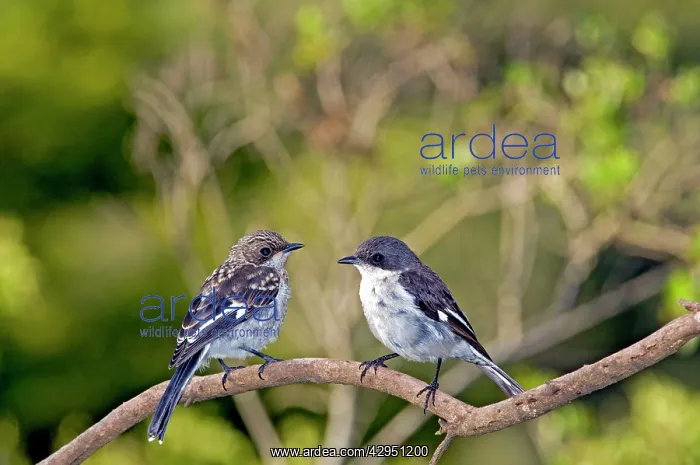 : Fiscal Flycatcher - female with immature on left : Fiscal Flycatcher - female with immature on left