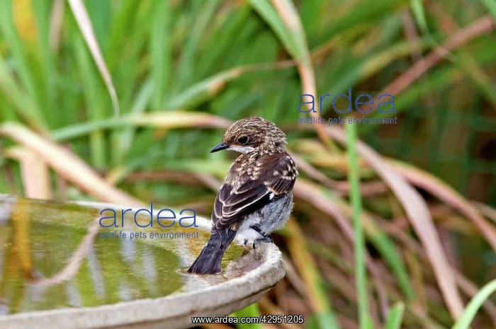 : Fiscal Flycatcher - immature at birdbath : Fiscal Flycatcher - immature at birdbath
