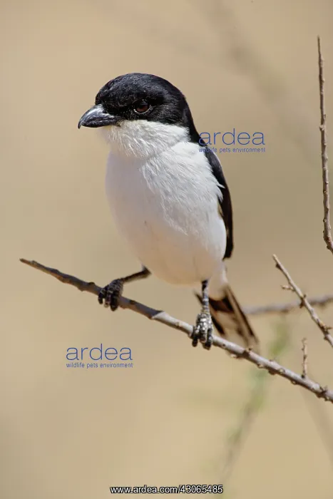 : Fiscal Shrike, Lanius collaris, Samburu : Fiscal Shrike, Lanius collaris, Samburu