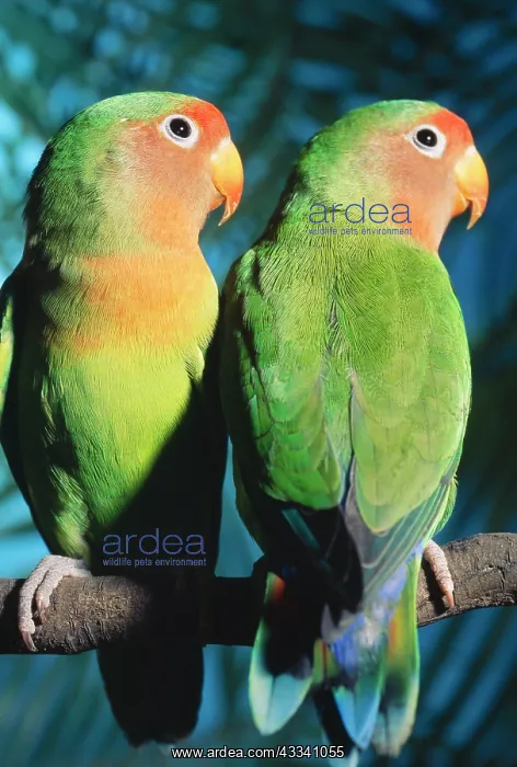 : FischerIs / Peach-faced Lovebirds - Hybrid : FischerIs / Peach-faced Lovebirds - Hybrid