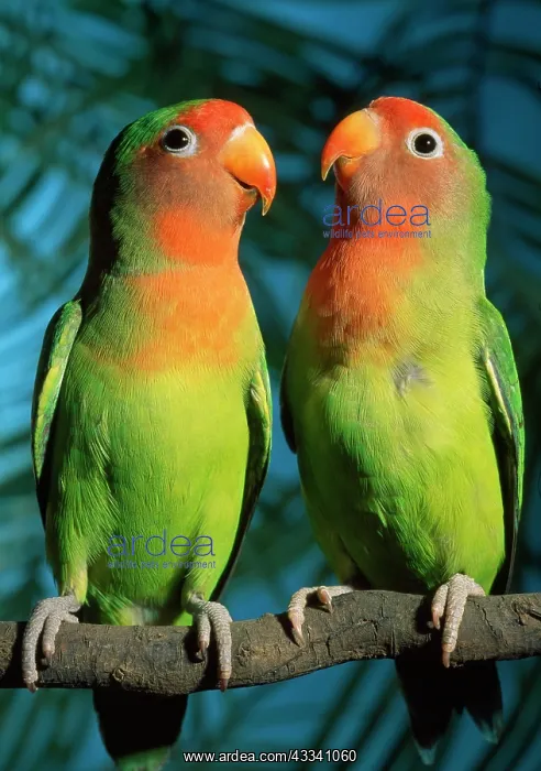 : FischerIs / Peach-faced Lovebirds - Hybrid : FischerIs / Peach-faced Lovebirds - Hybrid