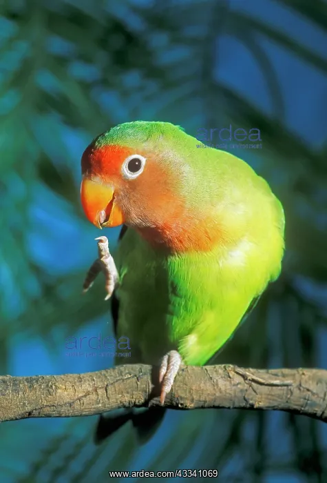 : FischerIs / Peach-faced Lovebirds - Hybrid : FischerIs / Peach-faced Lovebirds - Hybrid