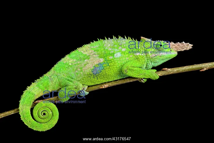 : Fischer's chameleon (Kinyongia fischeri ), Tanzania : Fischer's chameleon (Kinyongia fischeri ), Tanzania