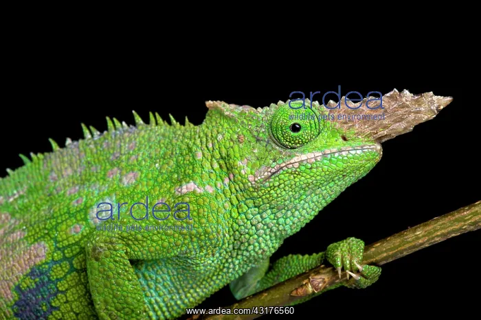 : Fischer's chameleon (Kinyongia fischeri ), Tanzania : Fischer's chameleon (Kinyongia fischeri ), Tanzania