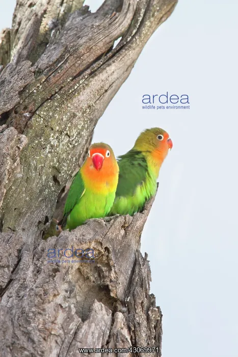 : Fischer's Lovebird : Fischer's Lovebird