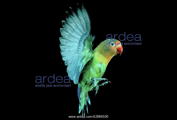 : Fischer's Lovebird - In flight : Fischer's Lovebird - In flight