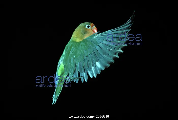 : Fischer's Lovebird - In flight : Fischer's Lovebird - In flight