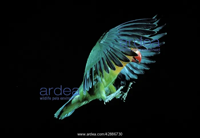 : Fischer's Lovebird - In flight : Fischer's Lovebird - In flight
