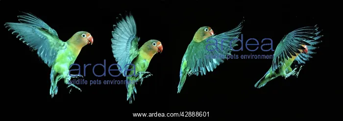 : Fischer's Lovebird - in flight, time-lapse : Fischer's Lovebird - in flight, time-lapse