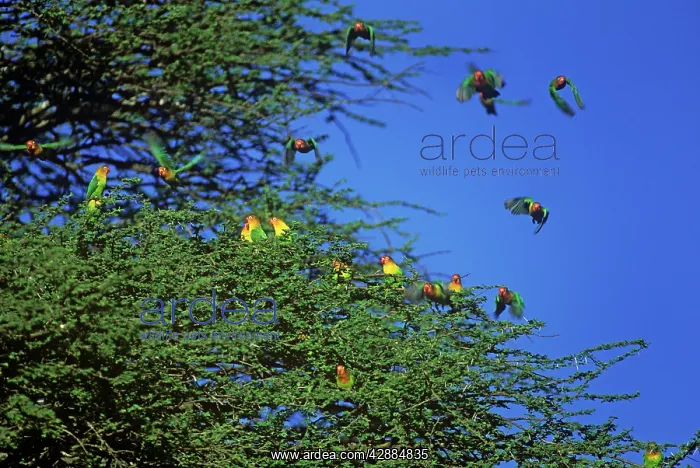  : Fischer's LOVEBIRDS - Flock in trees
