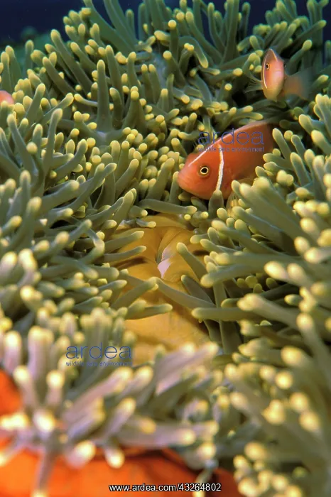 : Fish : Fish