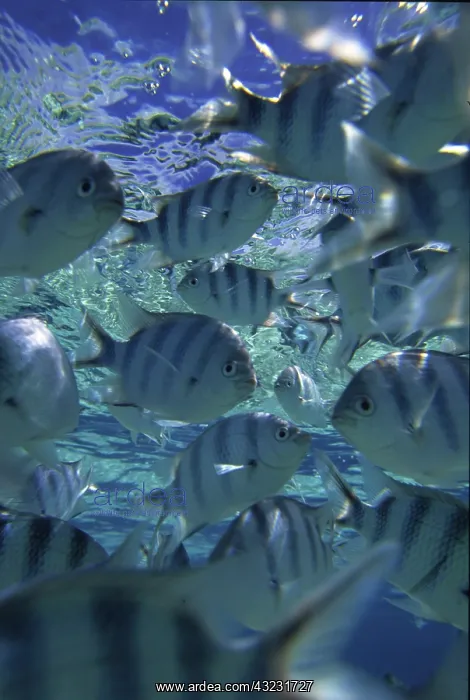 : Fish, Aitutaki, Cook Islands : Fish, Aitutaki, Cook Islands
