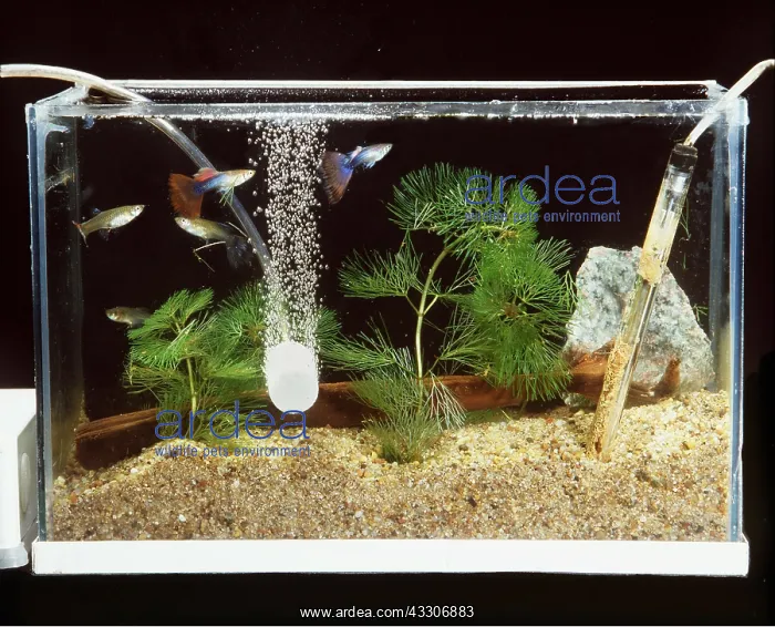 : FISH AQUARIUM - Guppies : FISH AQUARIUM - Guppies