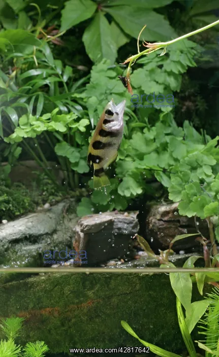 : FISH - Archerfish, jumping out of water for insect : FISH - Archerfish, jumping out of water for insect