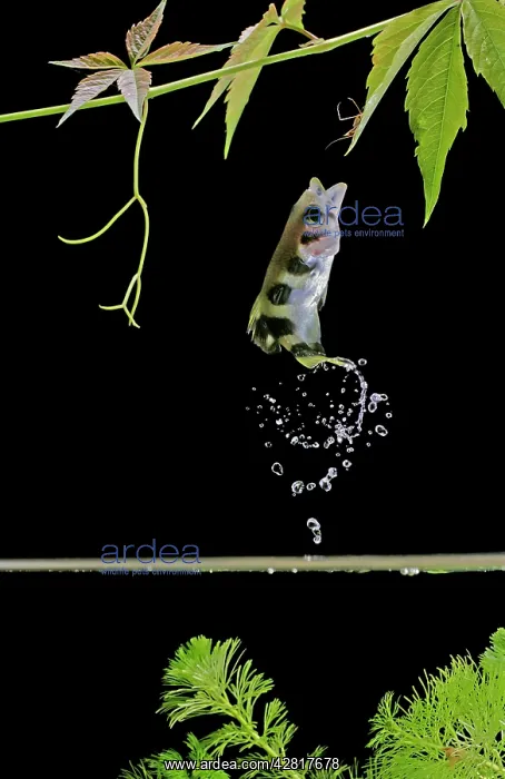 : FISH - Archerfish, side view, jumping for insect : FISH - Archerfish, side view, jumping for insect