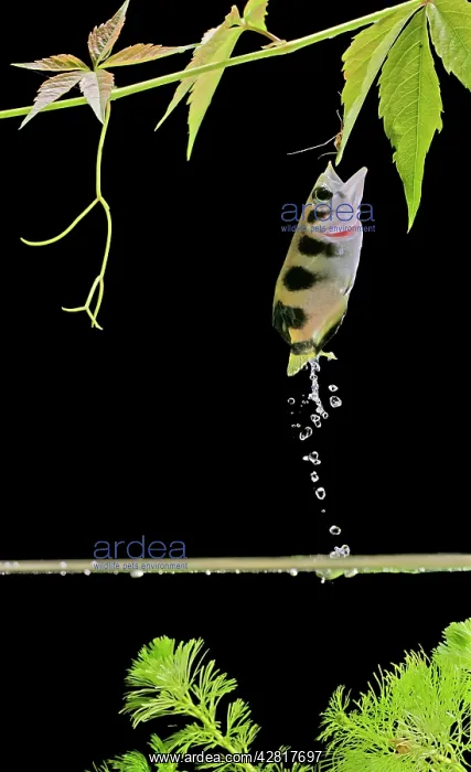 : FISH - Archerfish, side view, jumping for insect : FISH - Archerfish, side view, jumping for insect