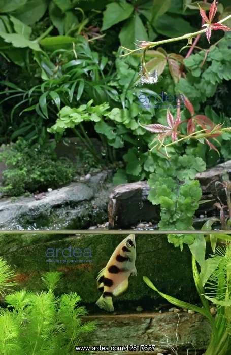 : FISH - Archerfish, side view, shooting water at insect : FISH - Archerfish, side view, shooting water at insect