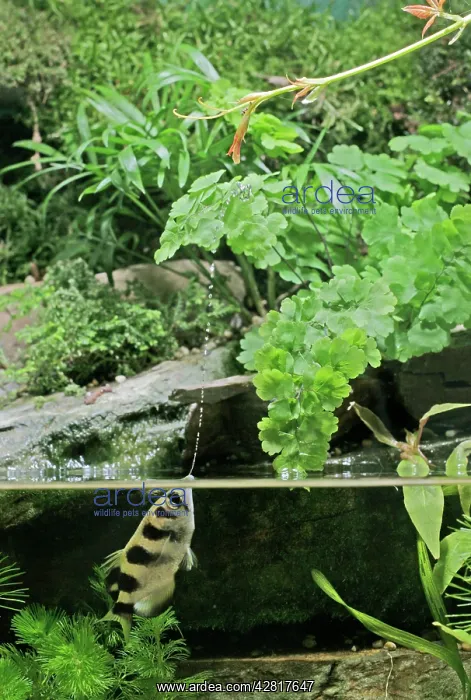  : FISH - Archerfish, side view, shooting water at insect