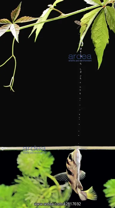 : FISH - Archerfish, side view, shooting water at insect : FISH - Archerfish, side view, shooting water at insect