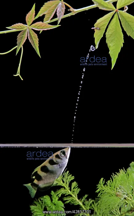 : FISH - Archerfish, side view, shooting water at insect : FISH - Archerfish, side view, shooting water at insect