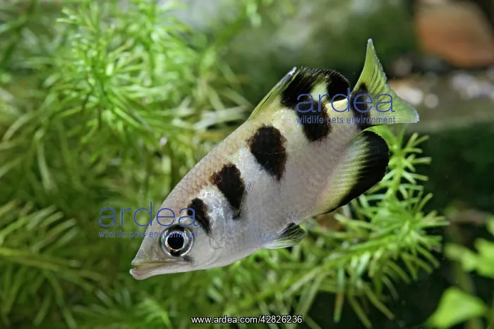 : FISH - Archerfish, side view in weeds : FISH - Archerfish, side view in weeds